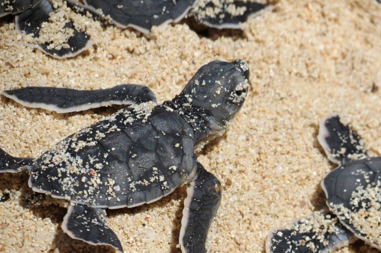 babies, turtles, sand