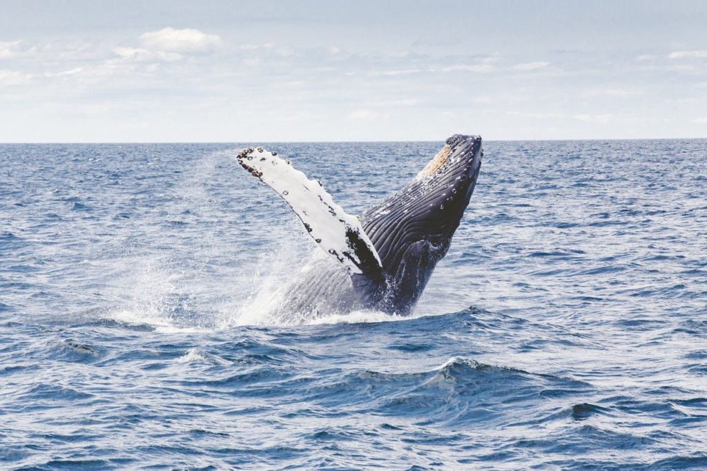 humpback whale, whale, marine