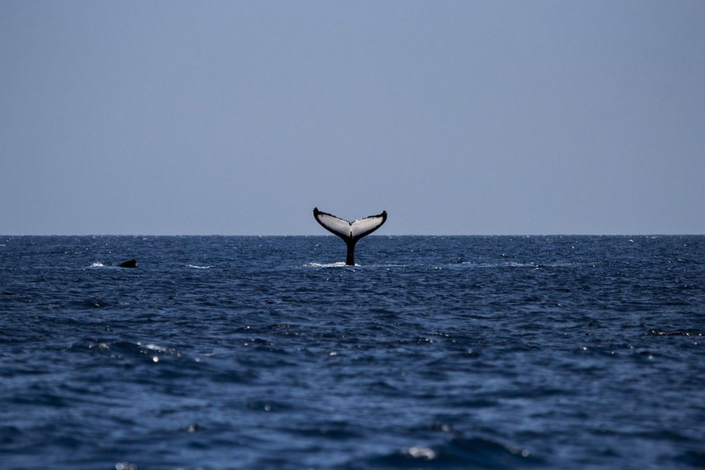 whale, humpback, humpback whale