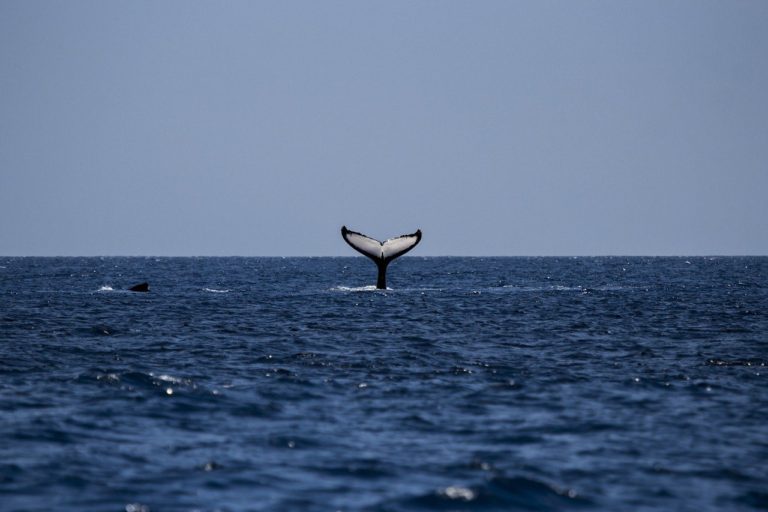 Whale Watching in Puerto Vallarta A Complete Guide [2024]