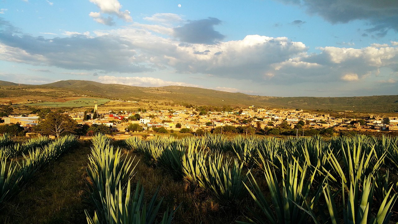 mexico, agave, tequila