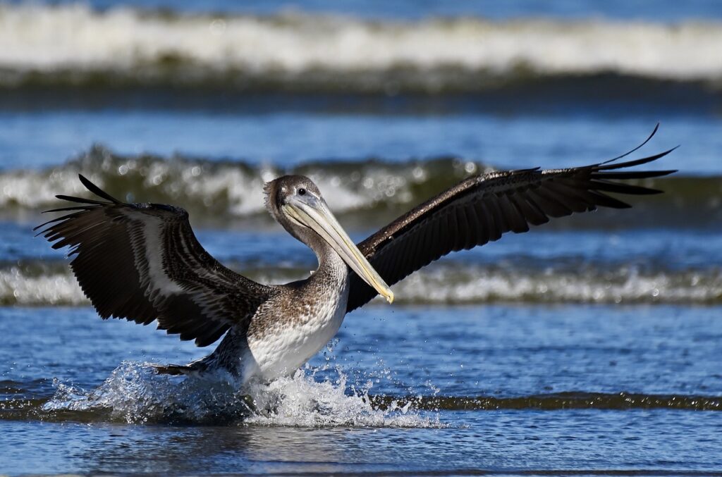 pelican, bird, animal-8413772.jpg